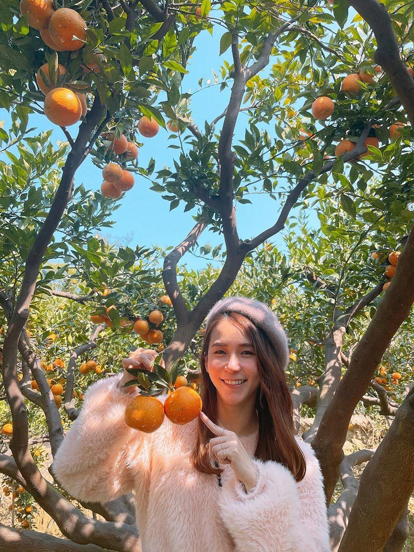 橙香森林挑選橘子的秘訣